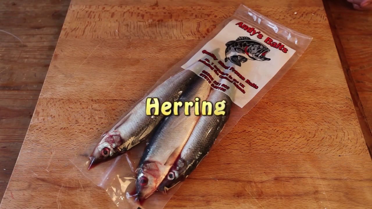 Bass Fishing Baits - How To Fish Herring 