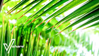Relaxing ambient music • rain sounds, sleep music, relaxing music, meditation music - 3 Hour • Vs017 screenshot 1