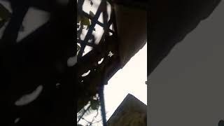 pu njabi  song