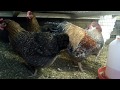 Beilefelder/Bresse  roosters