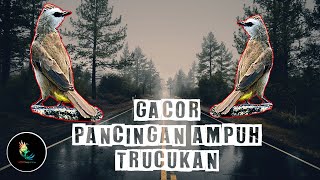 Pancingan Trucukan Betina Gacor Ampuh Suara Jernih