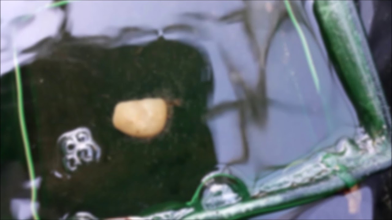 Reproduction Notropis chrosomus