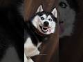 Normal Dogs Vs Huskies Shorts Dog Doglover Dogs 