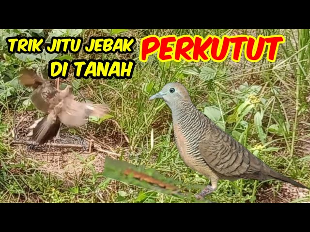 TRIK JITU JEBAK PERKUTUT DI TANAH @Kohenk class=