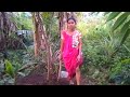 How to protect curry leaves village area /Bhrusanga leaf benefits /Biranjani Vlog
