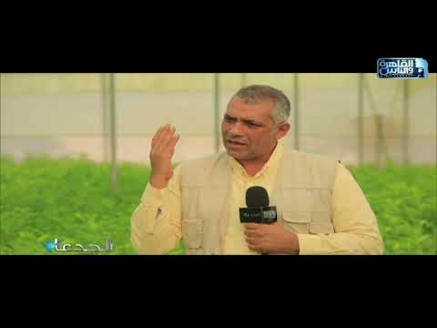 م محمد سالم بركات نعتمد على أجود أنواع بذور الفولكا ماريانا في إنتاج الشتلات