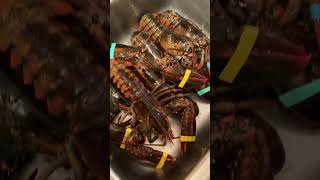 Gotta take apart 6 lobsters ❤️❤️❤️ adventuresofafirestarter lobster