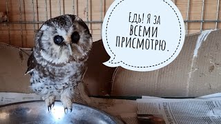 I make a fuss before going to Belarus. The owls are politely waiting for me to leave, finally