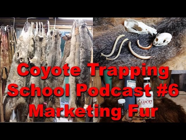 Marketing Fur - Coyote Trapping School Podcast Episode #6