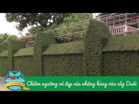 Video Chiêm Ngưỡng Vẻ Đẹp Của Những Hàng Rào Làm Bằng Cây... - youtube