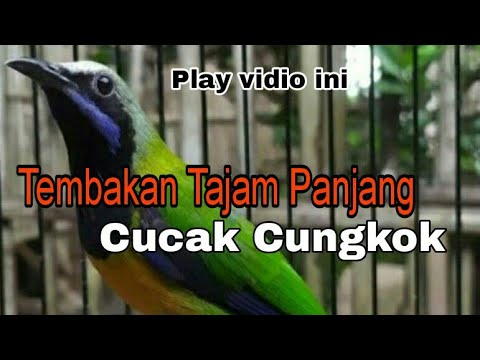 cucak cungkok gacor full tembakan,cocok buat pancingan agar cucak cungkok bahan cepat gacor