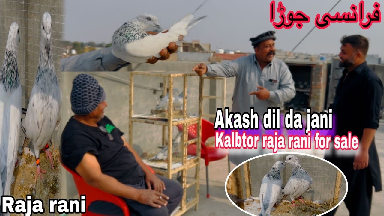 Farnsa hi q || raja rani new update of another Fransa pair 