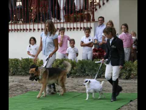 Desfile de Moda Canina en la hpica Paddocks de Azahar de Castelln