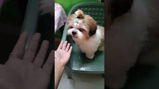 ❤️it's ready to make up to Aadhya 😘#trending #viral #shihtzu #youtube #dogbreed #ytshort