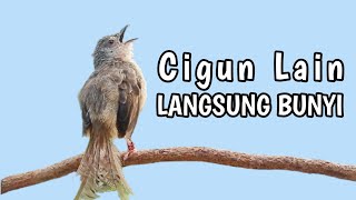 Download Lagu Pancingan Cigun Bahan Agar Bunyi Langsung Ngebren Paling Ampuh MP3