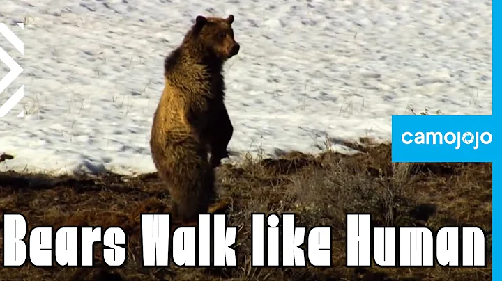 【Camojojo】Do bears walk on 2 or 4 legs?