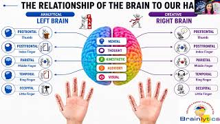 Brainlytics Video 4 - Brains are Wired differently