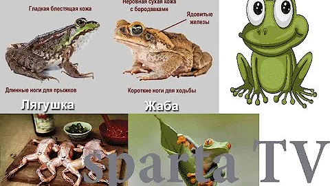 Как отличить Лягушку от Жабы \ how to distinguish a frog from a toad