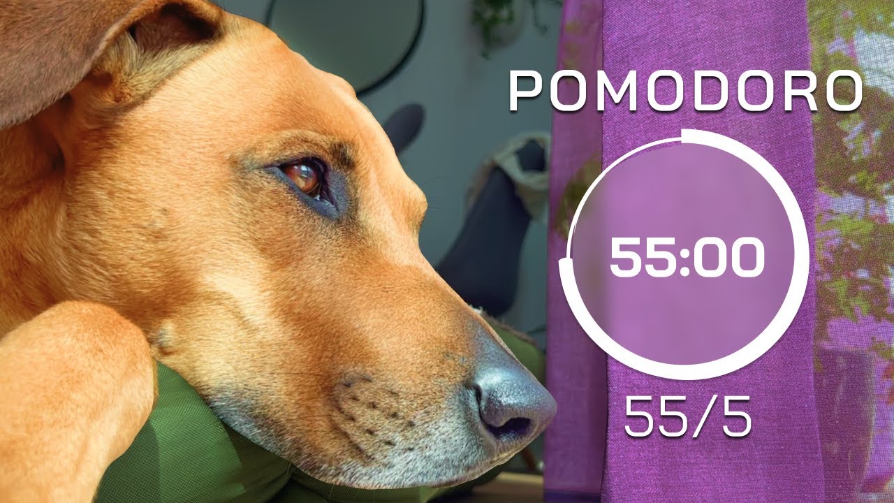 📚DOG POMODORO 🐾 55min focus - 5min break (4 hours)
