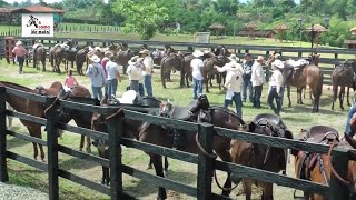 Parque arrieros y su Cabalgata Solo Mulas