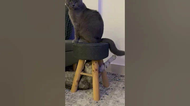 Video 10121131: british shorthair scottish, cats catlover, cat meets, cat playing