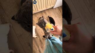 Funny cats!🤣🤣/Смешные котики🤣🤣 19
