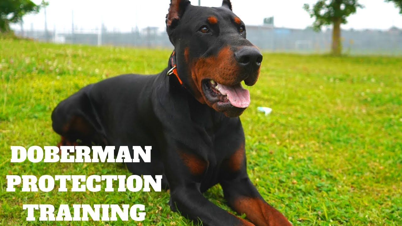 DOBERMAN PROTECTION TRAINING K9 YouTube