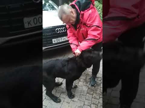 Собака в багажнике