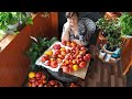 Вот это урожай томатов!