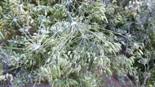 Fennel Cultivation India