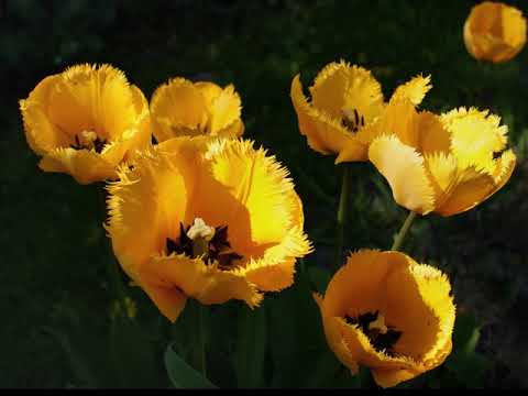 Video: Ako Sa Rozmnožujú Tulipány? Ako Rozmnožiť Kvetinu žiarovkami? Metódy Vegetatívnej A Nepohlavnej Reprodukcie