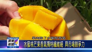 109 0612 高樹農友種水蜜桃芒果「在欉黃」風味佳