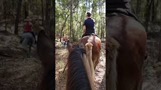 Latte on the trail with Hannah the sale horse.