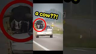 Car with giant bull as passenger pulled over by Nebraska police😳 #shorts #viral #fyp