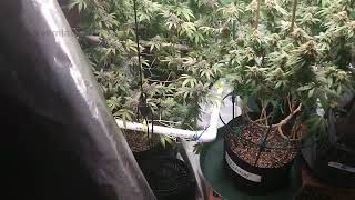 Detroitvapes420 Live Stream
