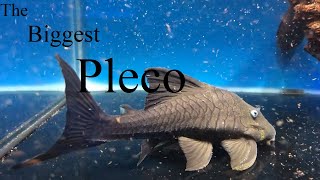 7 Largest Plecos (Hypostominae). How big will my pleco grow?