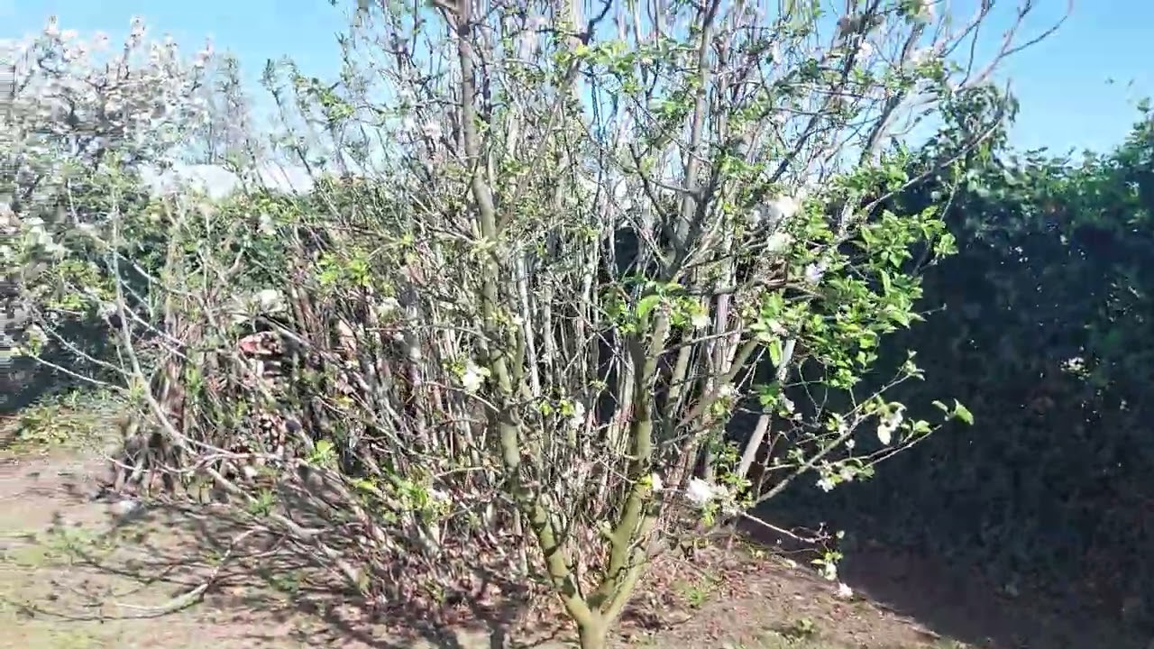 Primăvara in livadă 1