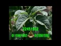 السنابل لاند اعلان السنابل لاند 2