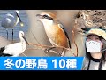 モズの鳴き声♪冬は鳥がいっぱい！【野鳥撮影vlog】