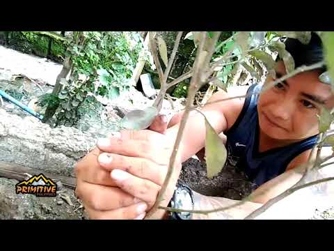 Comment Marcot Calamansi