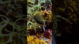 Rare Scorpionfish & Boxfish” #ytshorts