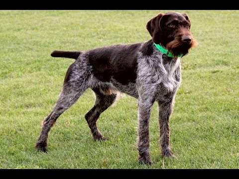 Дратхаар – универсальная порода охотничьих собак с добрым нравом, но серьезным видом