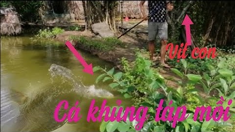 Câu cá lóc bằng vịt con cá táp giật mình snakehead fishing