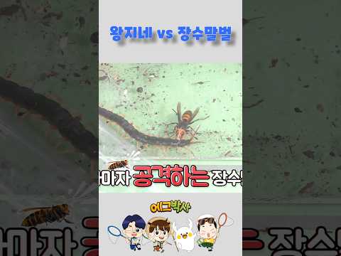 장수말벌과 왕지네가 만났다!! 누구의 독이 더 강력할까?!