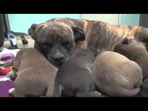 Video: Jak Se Chránit Před Toulavými Psy
