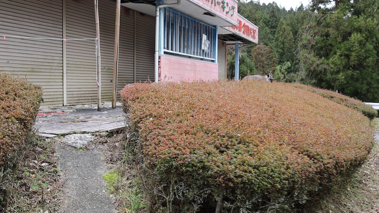 伊勢神ドライブイン廃墟にニホンカモシカ Youtube