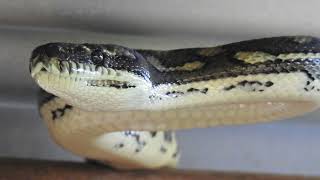 COASTAL CARPET PYTHON - A 'Close Encounter'
