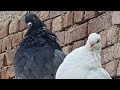 Nikolaevsky pigeons  kuwait to pakistan