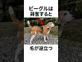 ビーグルの興味深い雑学