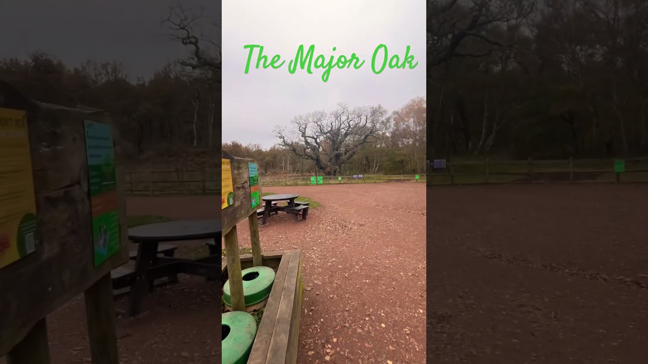 The Major Oak, Sherwood Forest 